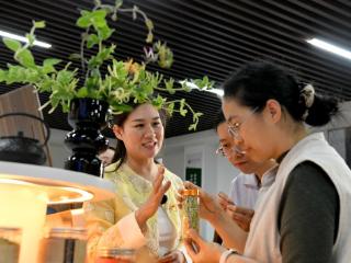 金银花开采“金银”，第15届山东（平邑）金银花发展大会召开