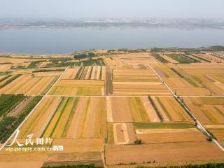 山西运城：小麦收割正当时