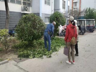小区绿化修剪 扮靓美好家园