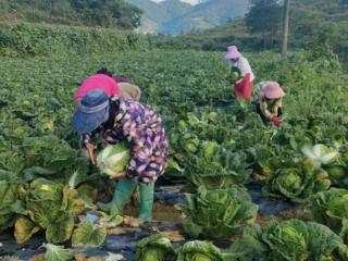 马颈坳镇：订单白菜丰收 奏响致富欢歌