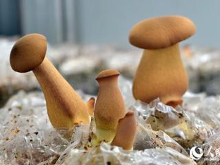 观云台 | 吃菌季开始，好消息是这里的见手青管够