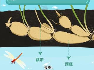 美味图绘｜这口鲜嫩只有湖北人最懂