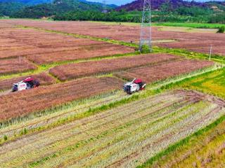 江西临川：11万亩油菜“乘”机归仓