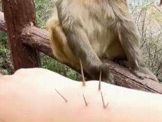 女生胳膊扎刺找猴子帮忙 大师兄“强迫症”上线