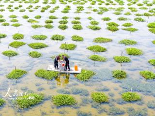 江苏泗洪：一池碧水养出致富蟹