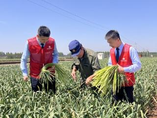莱芜农商银行寨里支行：金融力量扎根田间 赋能蒜薹喜获丰收