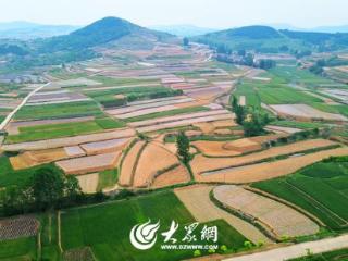 乡村振兴看岚山丨岚山区黄墩镇：特色艾草产业赋能乡村振兴