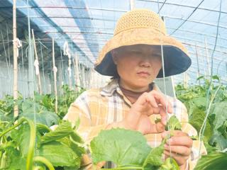 江苏睢宁：蔬菜大棚种出“希望”