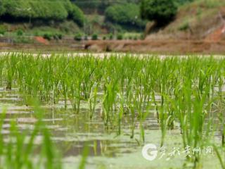 赤水市葫市镇：村民互助插秧忙 良田“更换”翠绿装