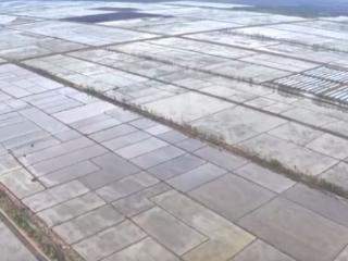 “新农机+新品种”助力增产增收 在希望的田野上 “丰”景可期
