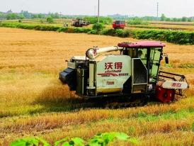 夏收喜开镰 田间好“丰”景