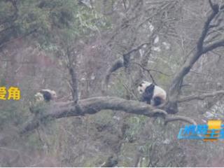野生大熊猫恋爱角曝光！歪脖子树成大熊猫脱单圣地