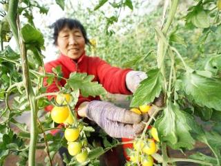 河北滦平：蔬菜产业长廊拓宽乡村振兴之路