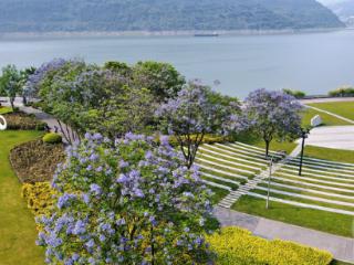重庆云阳：蓝花楹盛开 定格初夏浪漫