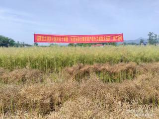 亩产183.41公斤！重庆稻茬早熟油菜单产取得重要突破