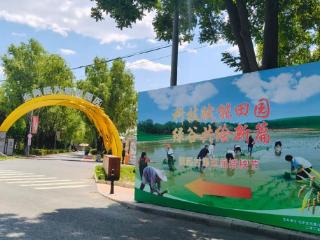 踏歌插秧正当时 丰台王佐镇佃起村130亩稻田绘就智慧农耕新图景
