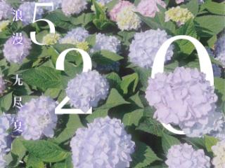 520的贵阳！绣球花开，无尽浪漫