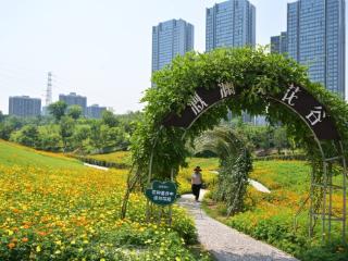 重庆江北溉澜溪体育公园硫华菊盛放 金色花海绘就初夏浪漫画卷