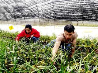 小兰花种出增收“大产业”
