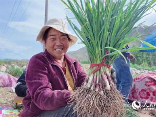 青海乐都：蒜苗飘香采收忙