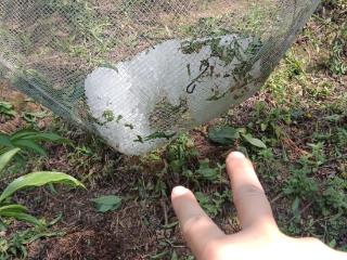 阳光财险安顺中支为蜂糖李产业保驾护航