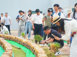 从科研种植到文旅融合，探秘夏津古桑树群全产业链……