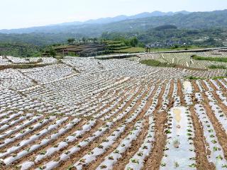 毕节：烤烟移栽工作全面完成