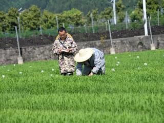 毕节市农科院：选育良种促丰收