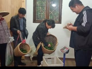 衢州灰坪乡34位老人家门口赚到“零花钱”