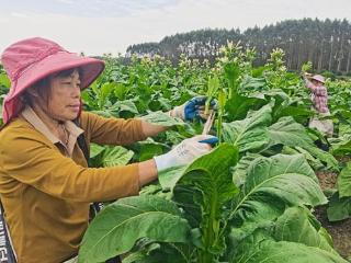广西富川烟草：打顶抹芽管理忙 金叶之上“断舍离”