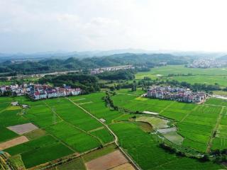 江西东乡：小满至 沃野绿