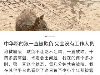 陕西渭南一动物园有头狼被“霸凌”？园方回应：只是狼群闹着玩，它老去挑衅别的狼