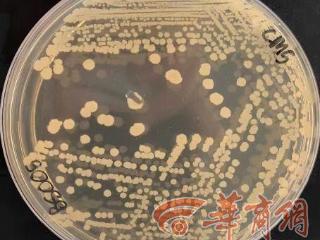 我国空间站发现微生物新物种 地球微生物：欢迎太空来的超能力“新朋友”