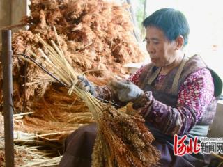 河北滦南：“一村一品”显实效，笤帚“扎出”致富路