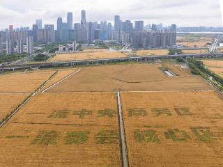 风吹麦浪 杭州“麦田CBD”已上线