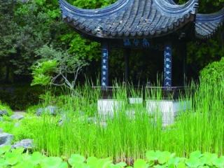 南京城今夏第一缕“莲”香上线 多个景区睡莲也迎来最佳观赏期