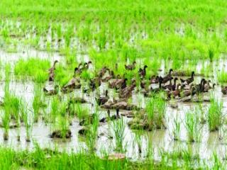 蛙鸣虫唱绘“丰”景生物多样性农业耕出“万物共生”