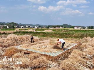 湖北房县：油菜喜丰收 田间收割忙