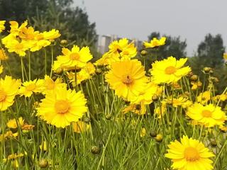 槐荫黄河段店管理段金鸡菊迎来盛放