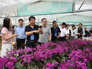 全国百家媒体探访潍坊青州花卉产业，看“一朵小花”做成大产业