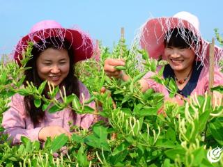 临沂：“订单”金银花 增收“致富花”