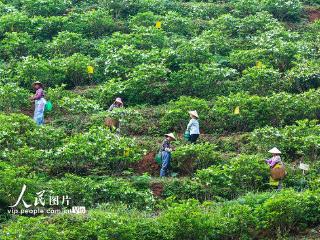 浙江淳安：采摘栀子花