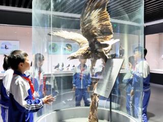 国际生物多样性日鸡西密山兴凯湖博物馆迎来中小学生参观热潮