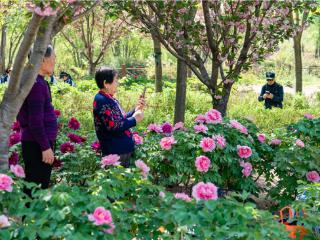 青岛西海岸新区大村镇：“赏花经济”绘就乡村振兴新图景