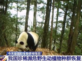 我国生物多样性保护成效如何？这份“成绩单”亮了