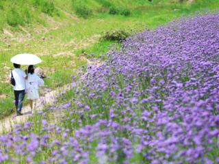 紫色浪潮席卷山城！两江新区马鞭草花海成初夏顶流