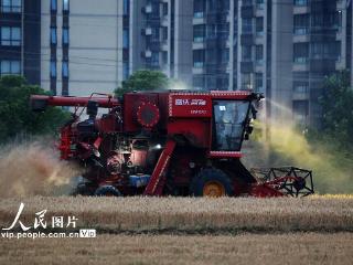 安徽合肥：抢收小麦