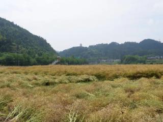 农机助力颗粒归仓！贵州江口79000亩油菜收割忙