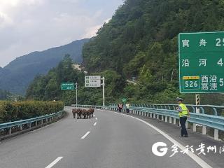 牛群误闯高速 铜仁交警迅速处置保安全