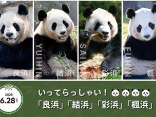 日本和歌山县4只大熊猫将返回中国，日本国内将仅剩2只大熊猫